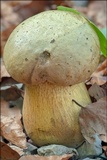 Boletus luridus image