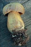 Boletus luridus image