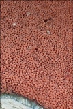 Boletus luridus image
