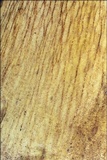Boletus luridus image