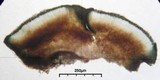 Lecidea laboriosa image