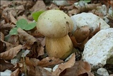Boletus luridus image