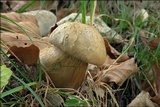 Boletus luridus image