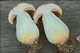 Boletus luridus image