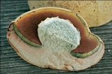 Boletus luridus image