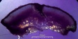 Lecidea laboriosa image