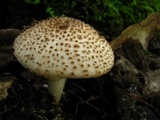 Echinoderma asperum image