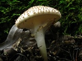 Echinoderma asperum image