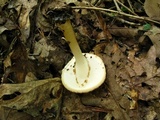 Echinoderma asperum image