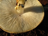 Echinoderma asperum image