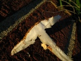 Echinoderma asperum image
