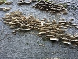 Bjerkandera adusta image