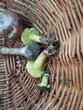 Boletus pruinatus image