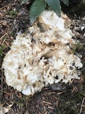 Sparassis crispa image