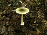 Amanita brunnescens image