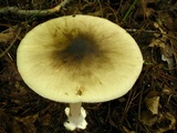 Amanita brunnescens image