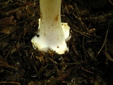 Amanita brunnescens image