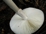 Amanita brunnescens image