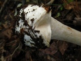 Amanita brunnescens image