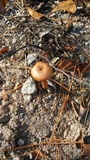 Laccaria trullisata image