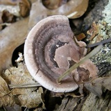 Nigroporus vinosus image