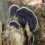 Nigroporus vinosus image