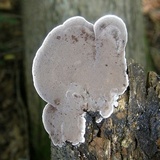 Nigroporus vinosus image