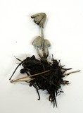 Coprinopsis semitalis image