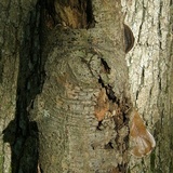 Nigroporus vinosus image