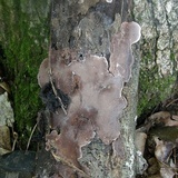 Nigroporus vinosus image