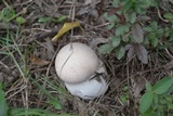Calvatia cyathiformis image