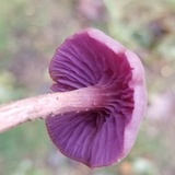 Laccaria amethystina image