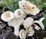 Lactarius chrysorrheus image