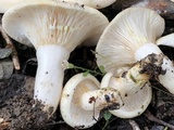 Lactarius chrysorrheus image
