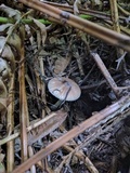 Lepiota rubrotinctoides image