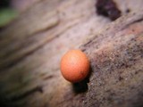 Lycogala epidendrum image