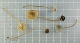 Mycena subcaerulea image