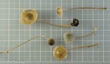 Mycena subcaerulea image