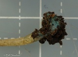 Mycena subcaerulea image