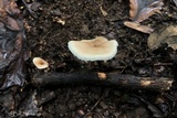Lentinellus subaustralis image