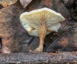 Lentinellus subaustralis image