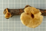 Lentinellus subaustralis image