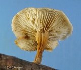 Lentinellus subaustralis image