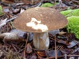 Xanthoconium affine image