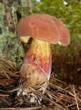 Boletus oliveisporus image