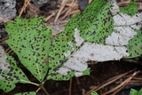 Trabutia quercina image