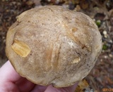Retiboletus fuscus image