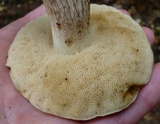 Retiboletus fuscus image