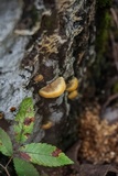 Phellinus gilvus image