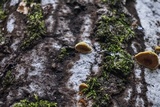 Phellinus gilvus image